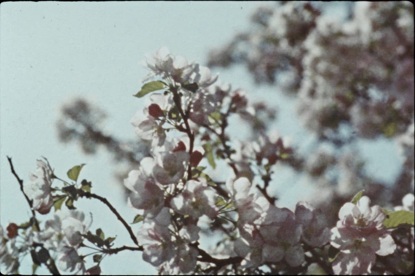 Apple blossoms in a Winchester orchard